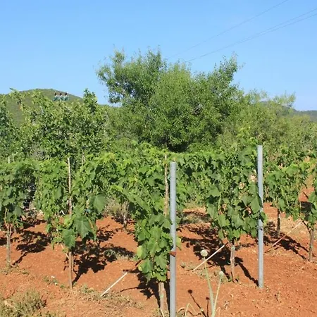 With Parking Space Zaglav, Dugi Otok - 8163 Διαμέρισμα Sali